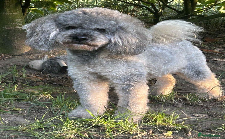 Miniature Poodle dogs in Aberdeen - Advert 2
