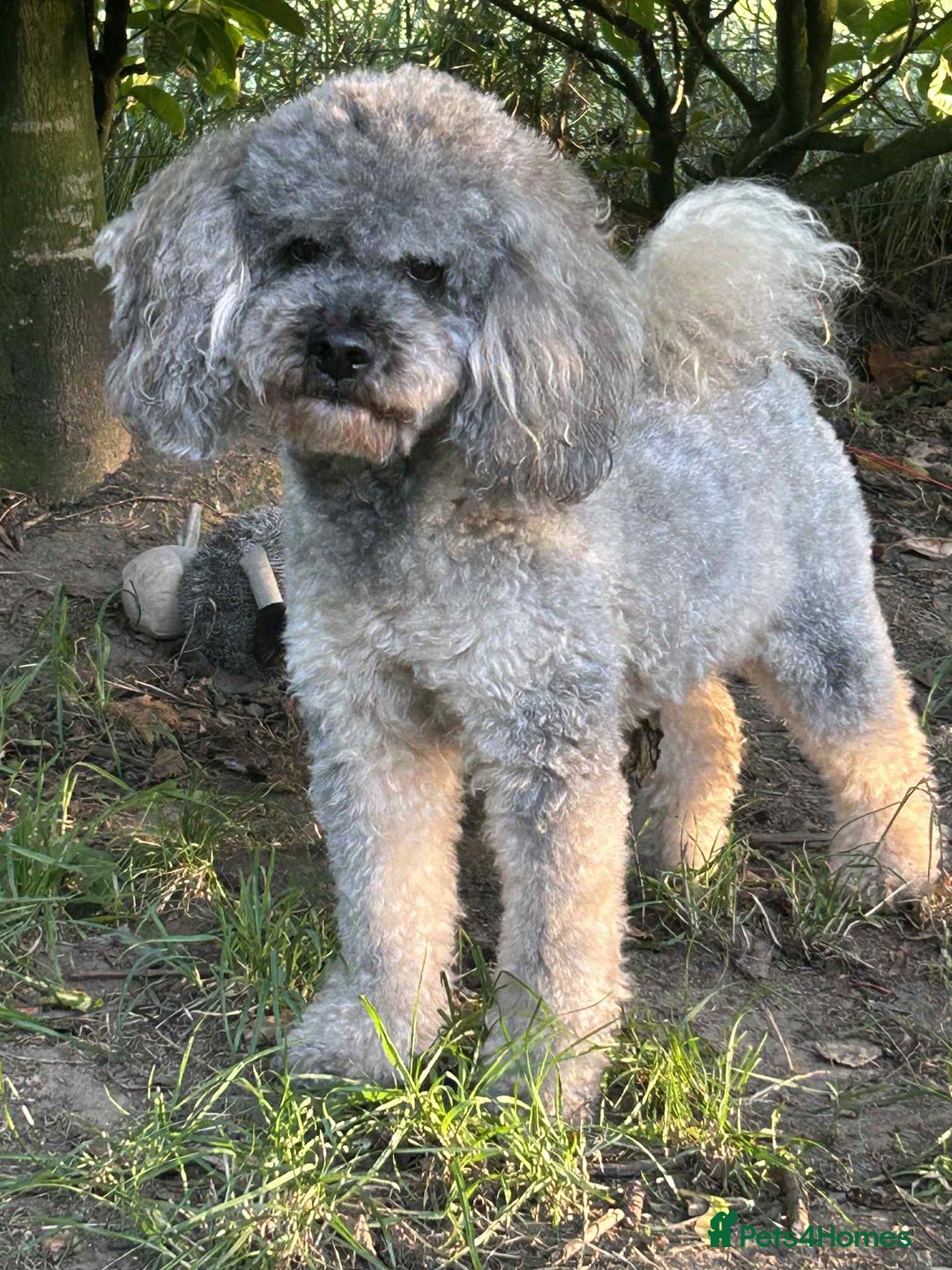 Miniature Poodle dogs for stud: Sable miniature poodle scotland in Aberdeen - Image 1