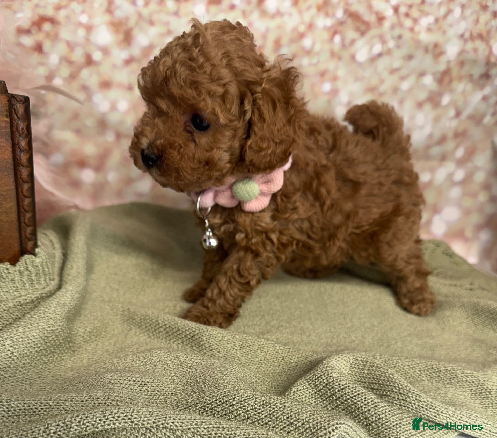 Toy Poodle dogs Red Asian x Toy Poodle  - Advert 8
