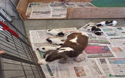 Cocker Spaniel dogs for sale: Show type cocker spaniel puppies  - Image 10