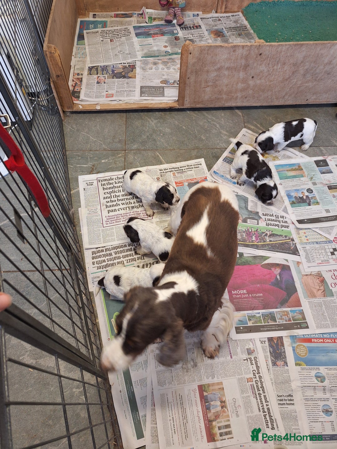 Cocker Spaniel dogs for sale: Show type cocker spaniel puppies  - Image 10