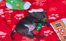 Staffordshire Bull Terrier dogs for sale: Staffordshire bull terrier  - Advert 31