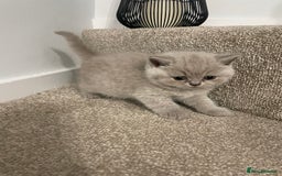 British Shorthair cats for sale: British shorthair kittens for sale  - Image 8