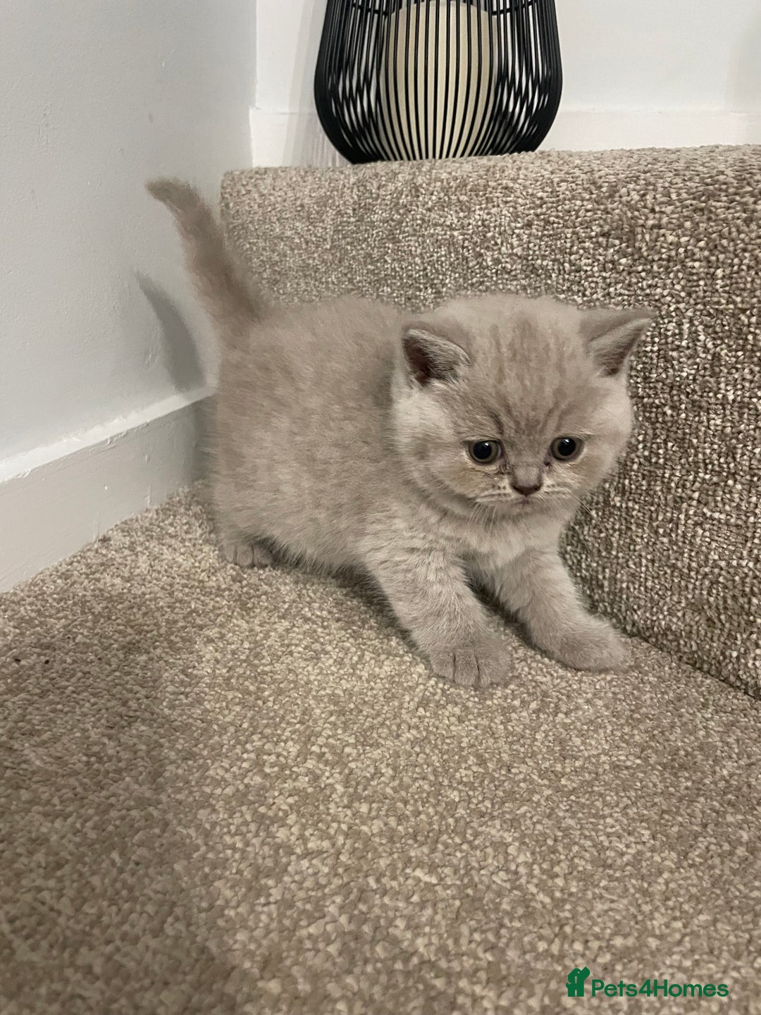 British Shorthair cats for sale: British shorthair kittens for sale  - Image 8