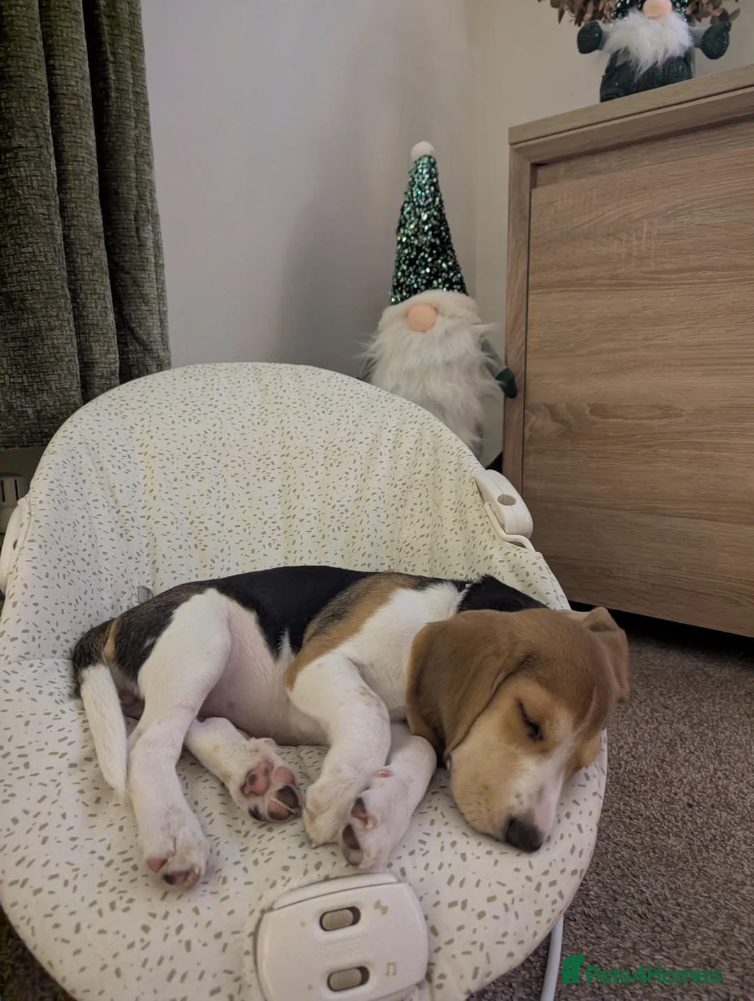 Beagle dogs for sale: Sage the Beagle - Advert 7