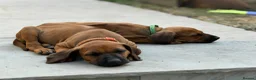 Rhodesian Ridgeback dogs for sale: * 2 Chunky Girls with Black Masks Available *  - Advert 5