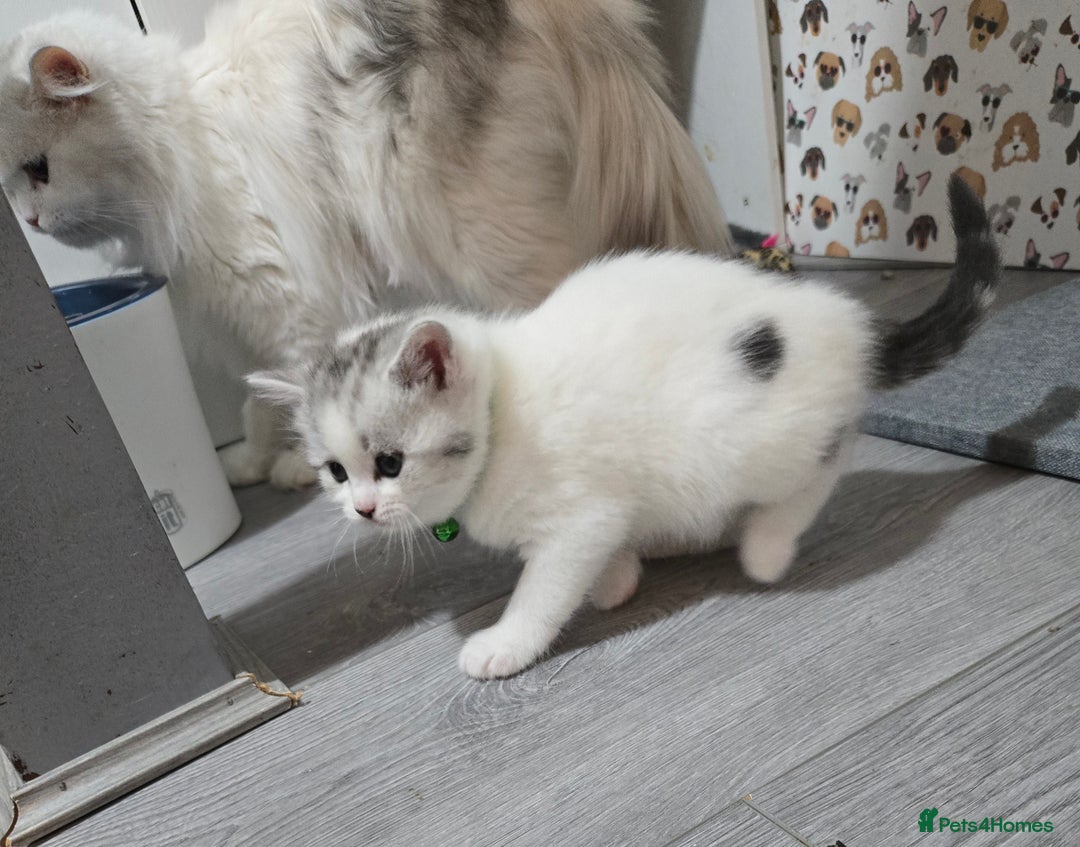 Brazilian Shorthair cats for sale: British shorthair x Persian  - Advert 39