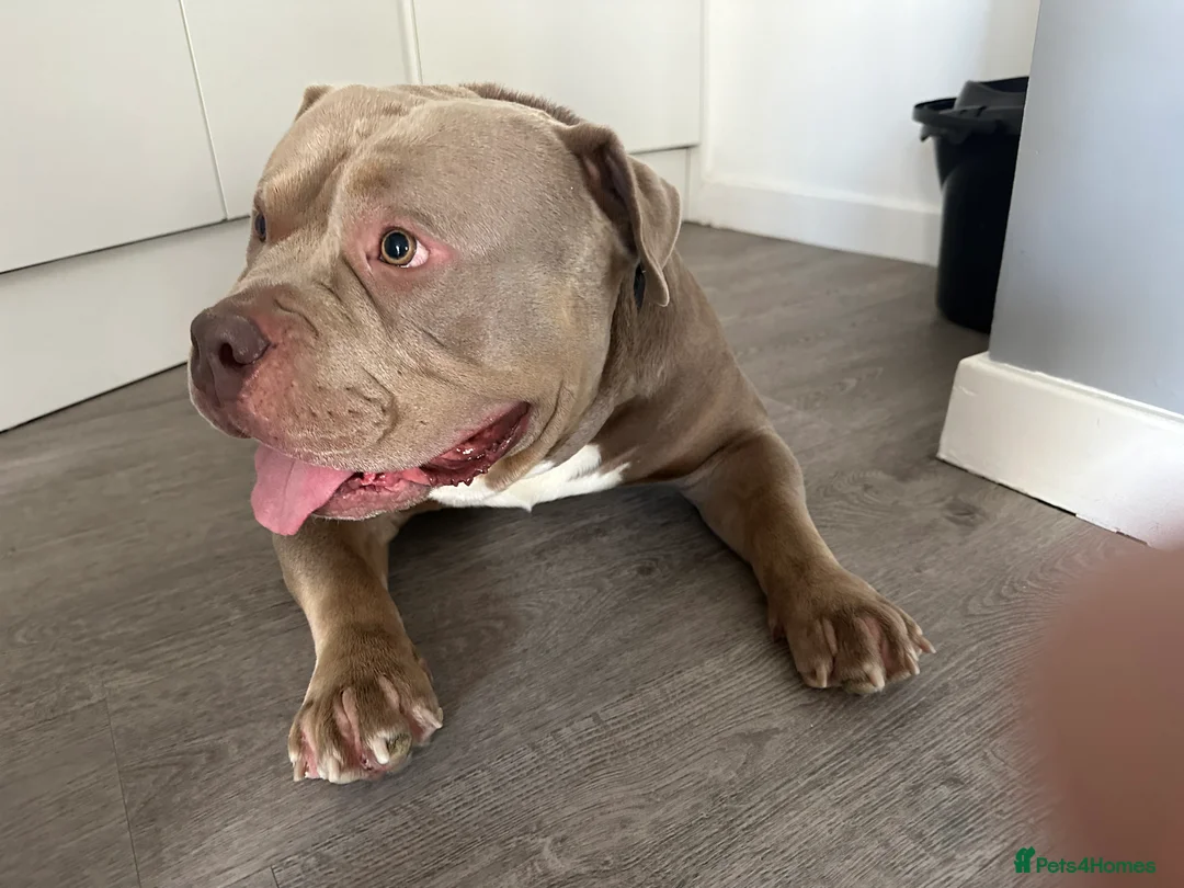 American Bully dogs for stud: Pocket bully for STUD - Advert 7