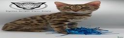 Bengal cats for sale: 🐆✨ GLITTER TICA 6TH GENERATION BENGAL KITTENS🐆✨ - Advert 14