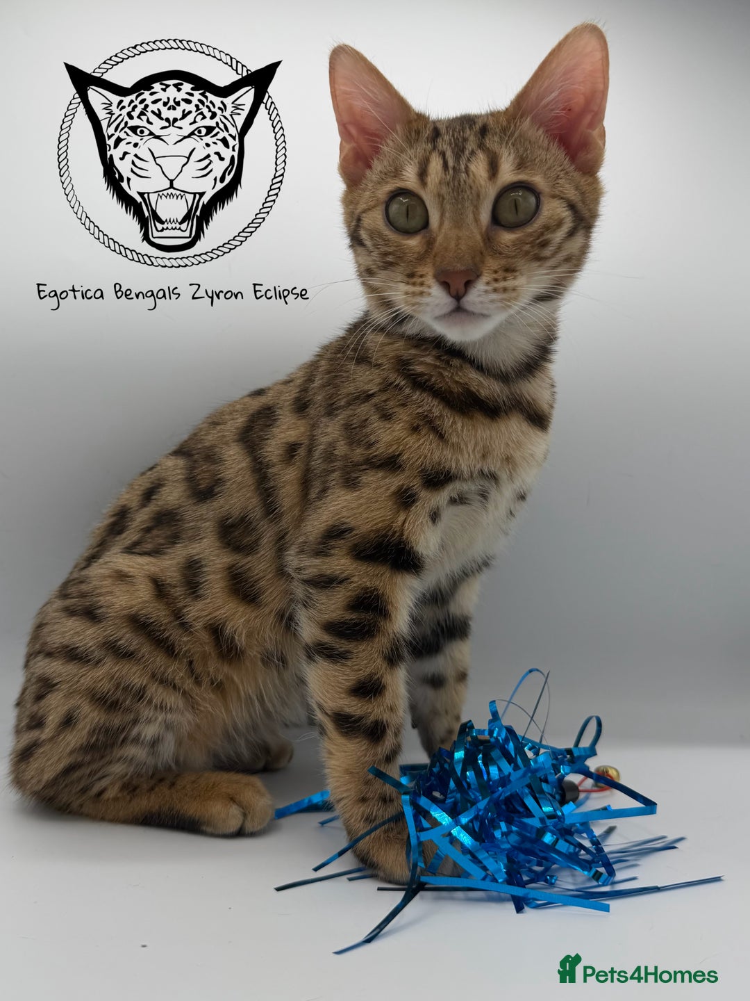 Bengal cats for sale: 🐆✨ GLITTER TICA 6TH GENERATION BENGAL KITTENS🐆✨ - Advert 14
