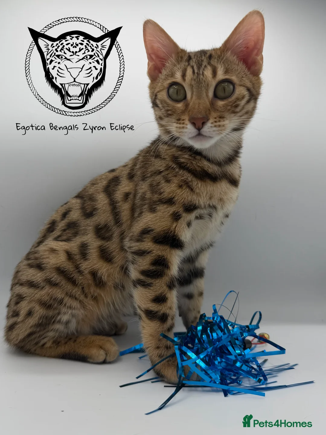 Bengal cats for sale: 🐆✨ LAST KITTEN 6TH TICA GENERATION BENGAL🐆✨ - Advert 5