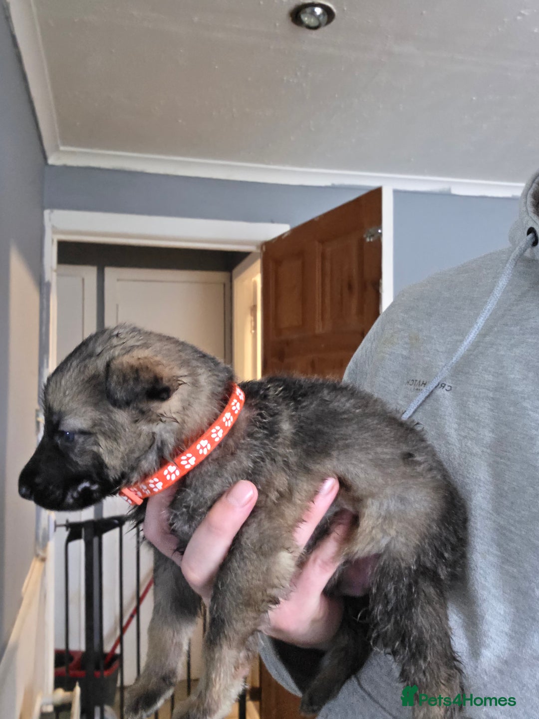 German Shepherd dogs for sale: 9 beautiful working line german shepherd puppies  - Advert 10