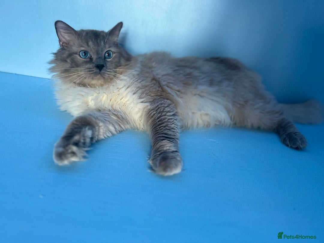 Ragdoll cats for stud: GCCF registered Ragdoll stud in Stoke-on-Trent - Advert 7