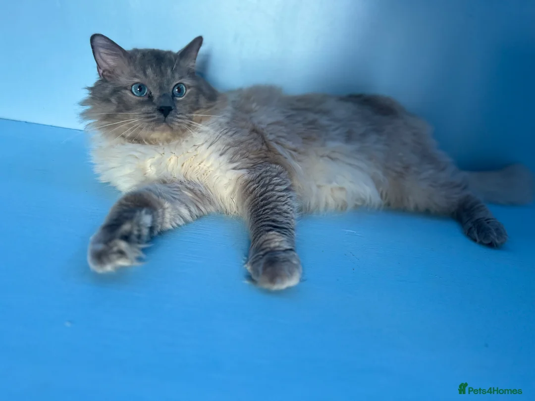 Ragdoll cats for stud: GCCF registered Ragdoll stud in Stoke-on-Trent - Advert 7