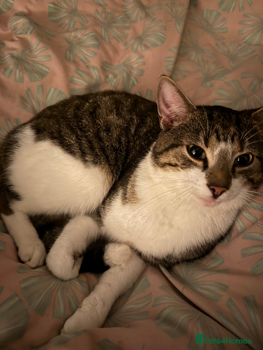 Domestic Shorthair cats for sale: Male Cat For Sale - Advert 6