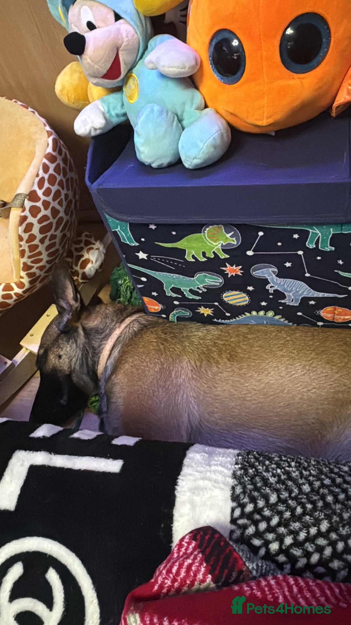 Belgian Shepherd Dog dogs for sale: Female Belgium malinois - Advert 1