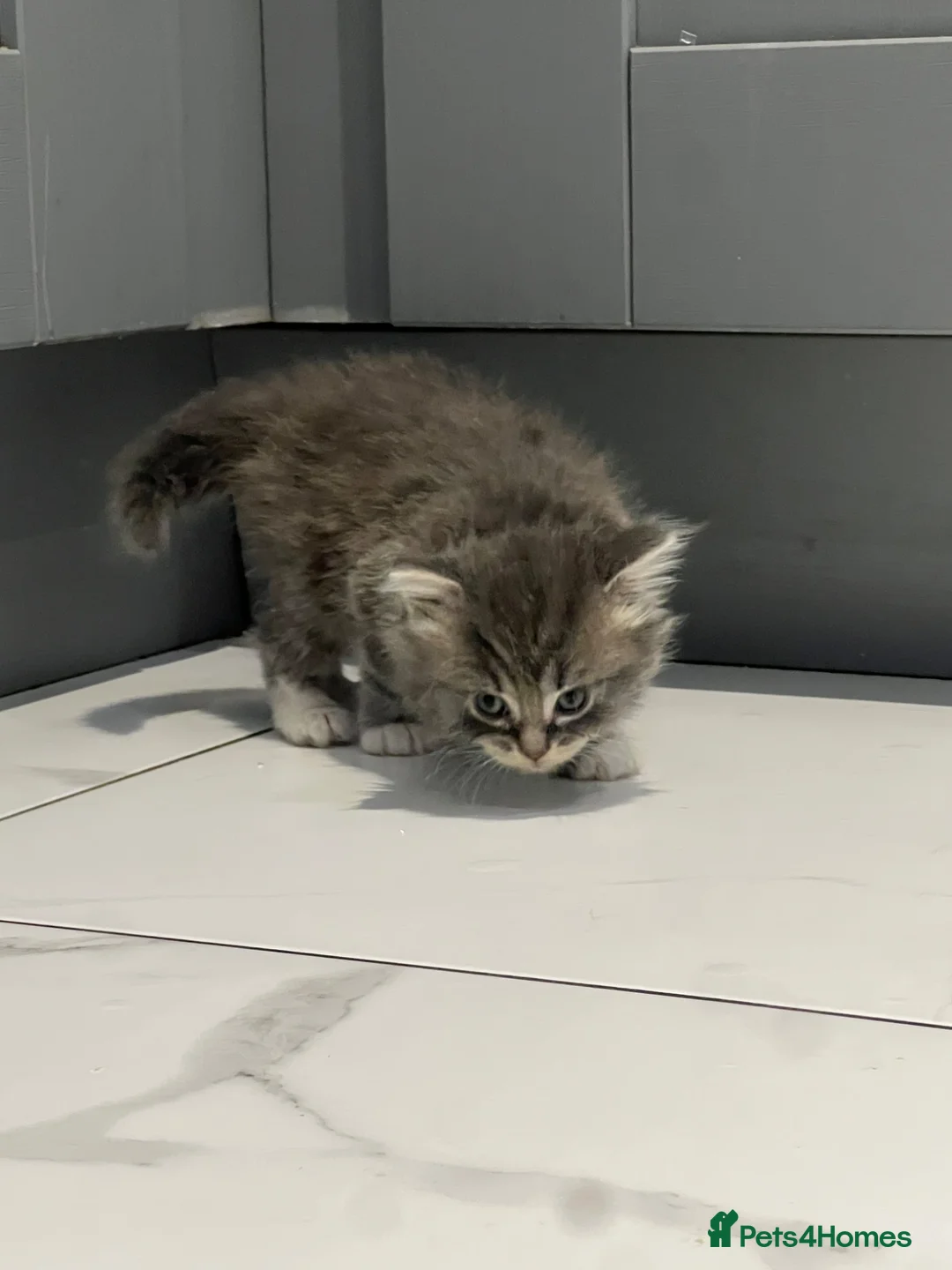 British Longhair cats for sale: Long haired kittens  - Advert 6