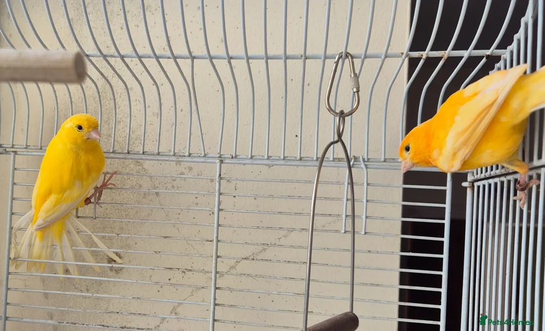Canaries birds for sale: 2 x canaries male and female (i think) in Camborne - Advert 9