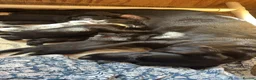 Springador dogs for sale: Beautiful F1BB Springador Puppies for Sale 🐾 - Advert 4