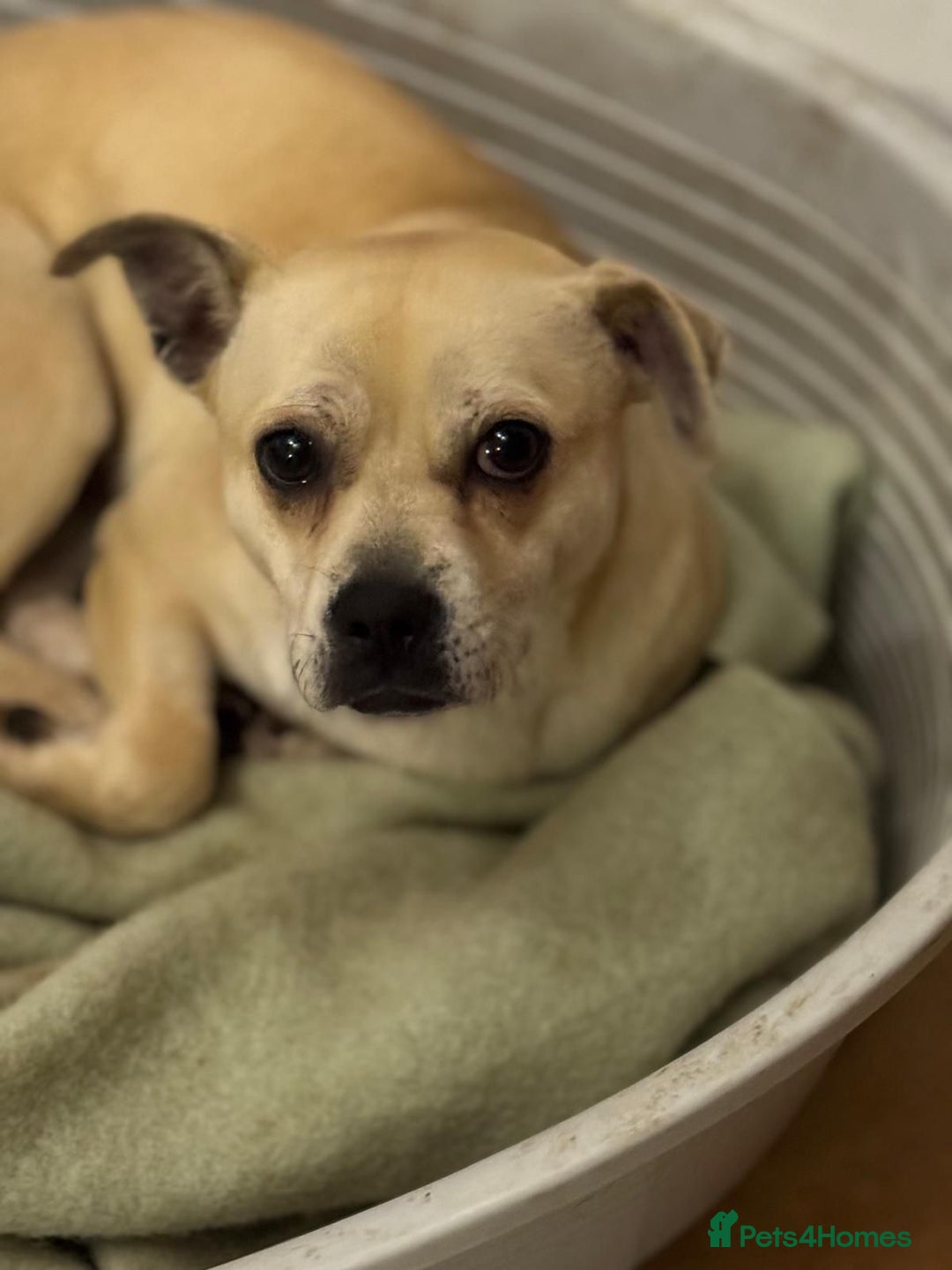 Mixed Breed dogs for adoption: Pretty Jamala ready for cuddles - Advert 9