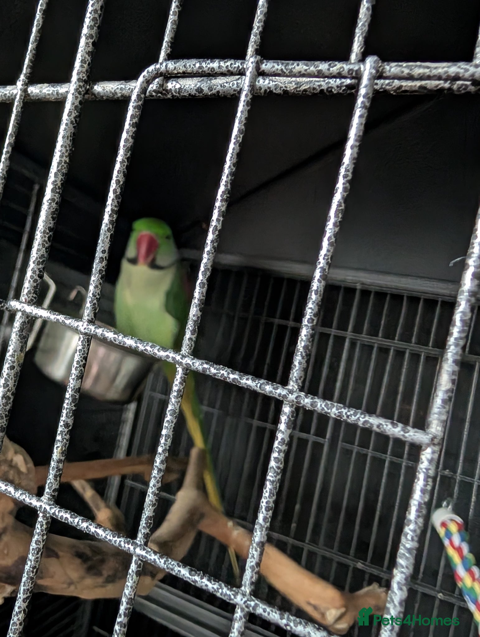 Parrots birds Alexandrine parrot  - Advert 1