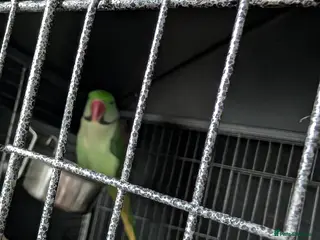 Parrots birds Alexandrine parrot - Advert 1