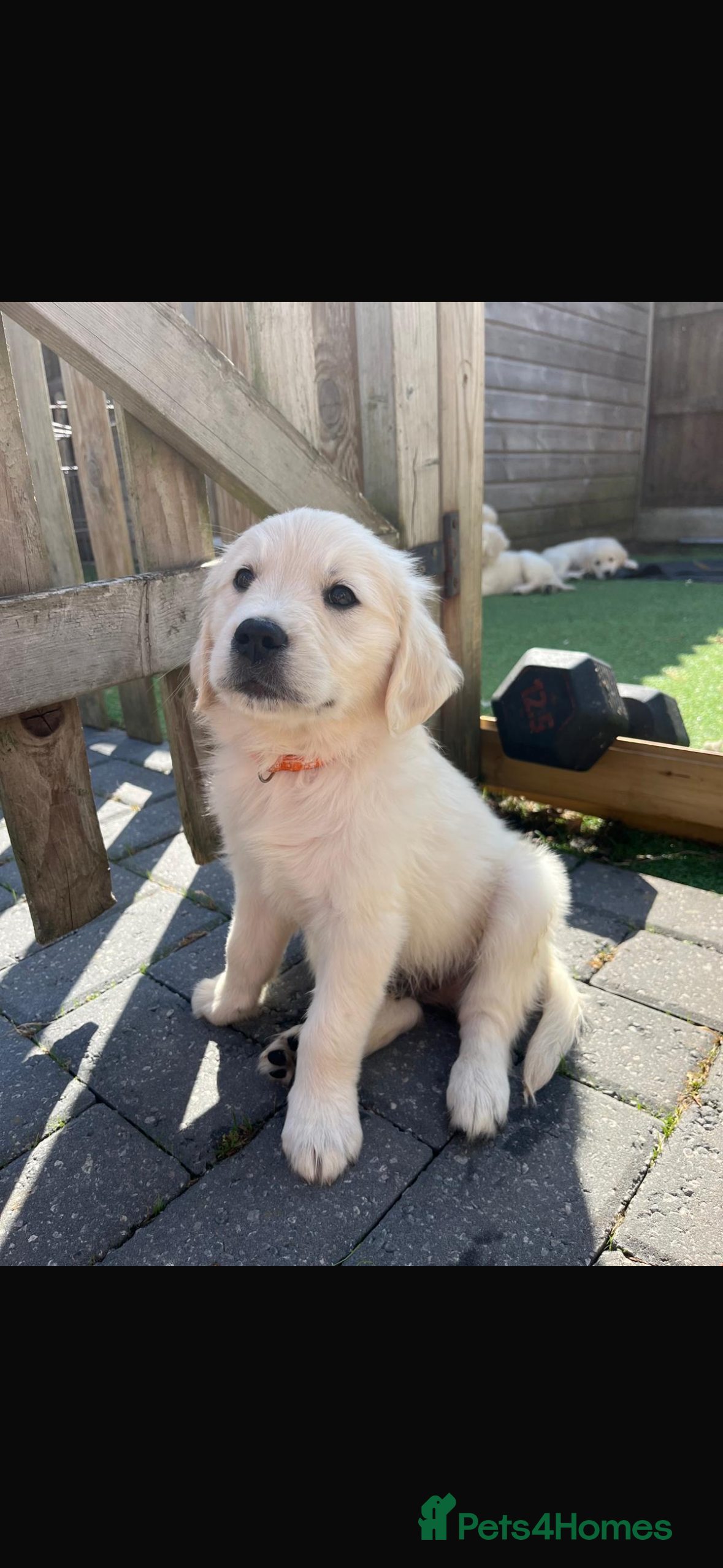 Golden Retriever dogs Gorgeous golden retriever puppies 🐶  - Advert 2