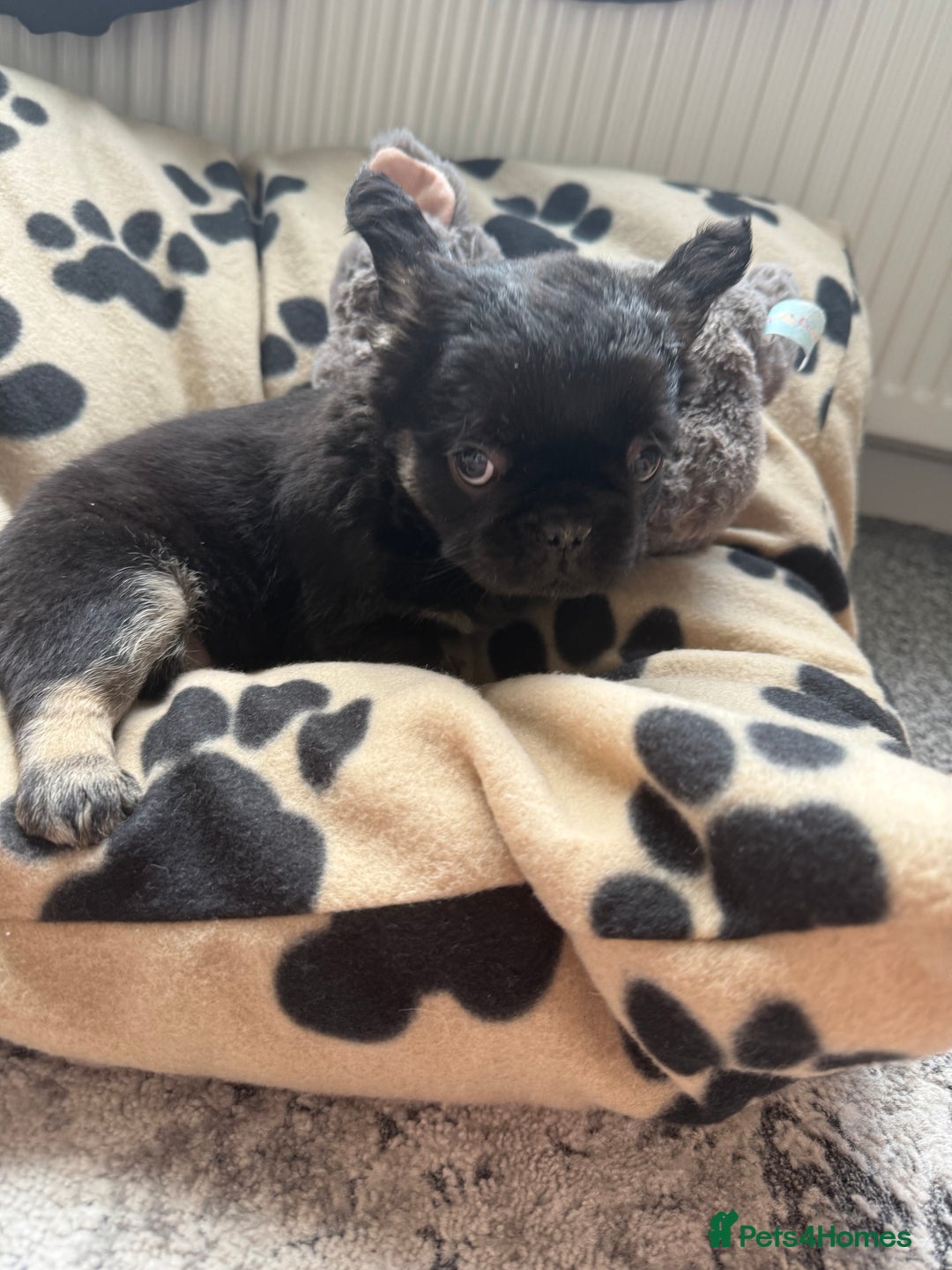 French Bulldog dogs for sale: Fluffy ** frenchies  - Image 23