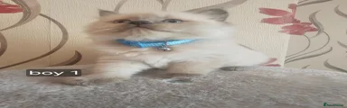 Ragdoll Kitten 1