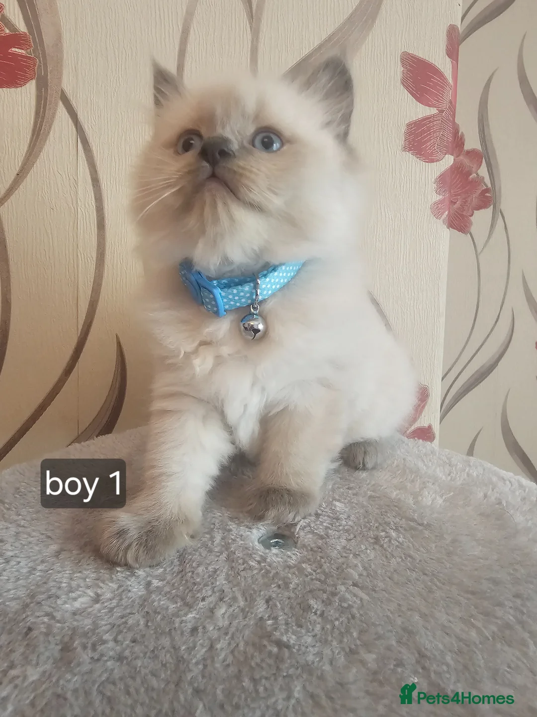 Ragdoll cats for sale: 5 beautiful ragdoll kittens 😸 ♥️  - Advert 2