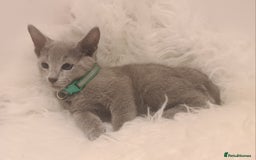 Russian Blue cats for sale: CHAMPION SIred GCCF Russian kittens  in Peterborough - Image 16