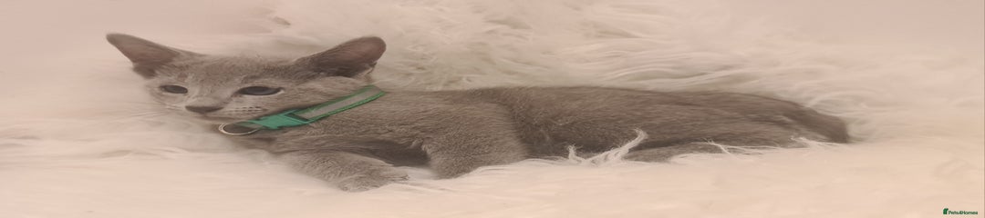 Russian Blue Kitten 1