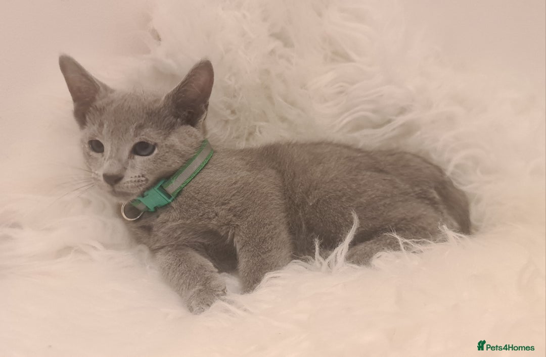 Russian Blue cats for sale: CHAMPION SIred GCCF Russian kittens  in Peterborough - Image 16