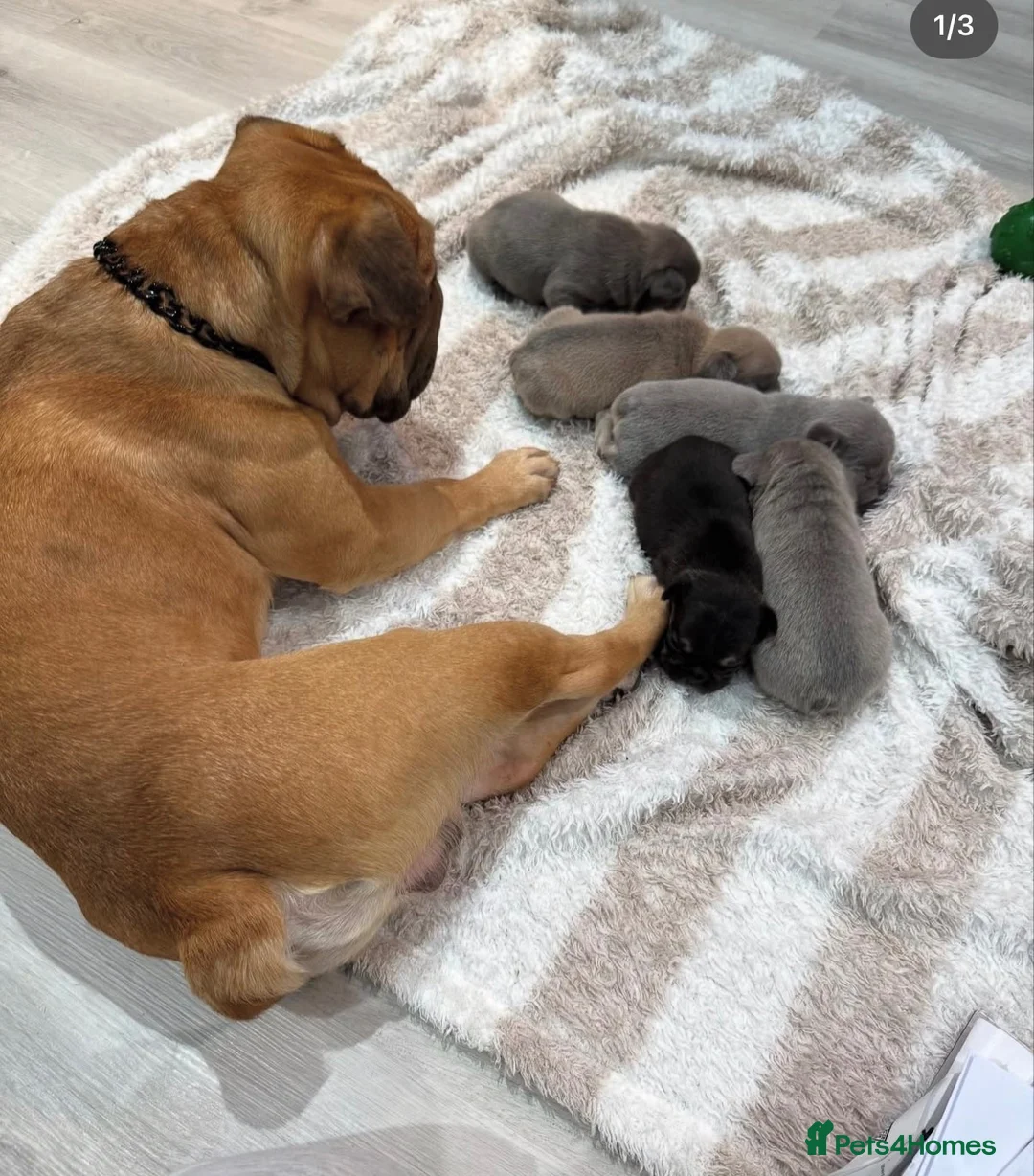 French Bulldog dogs for stud: Stud for sale  - Advert 2