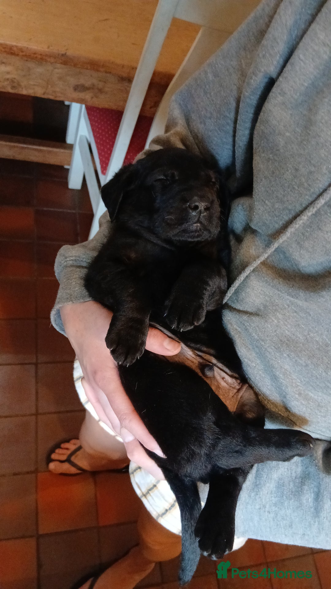 Labrador Retriever dogs for sale: Exceptional FTCHAMPION Labrador Retriever Puppies - Image 10