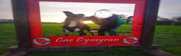 Lurcher dogs for sale: Loki - 5 year old lurcher boy in Holyhead - Advert 8