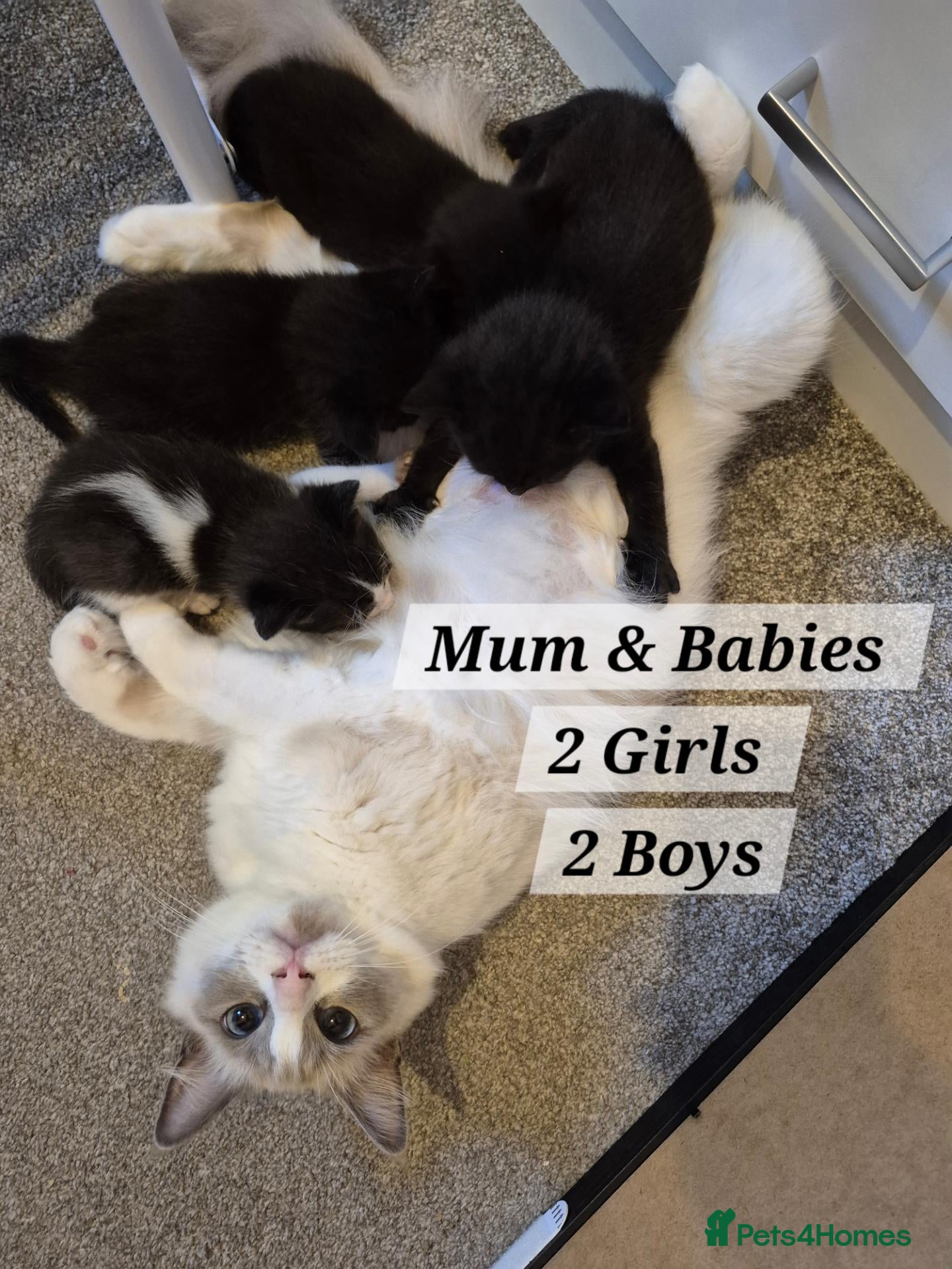 Ragdoll cats RAGDOLL X KITTENS 2 GIRLS 2 BOYS  - Advert 4