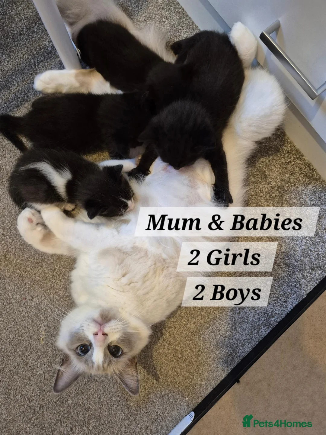 Ragdoll cats for sale: RAGDOLL X KITTENS 2 GIRLS 2 BOYS  - Advert 1