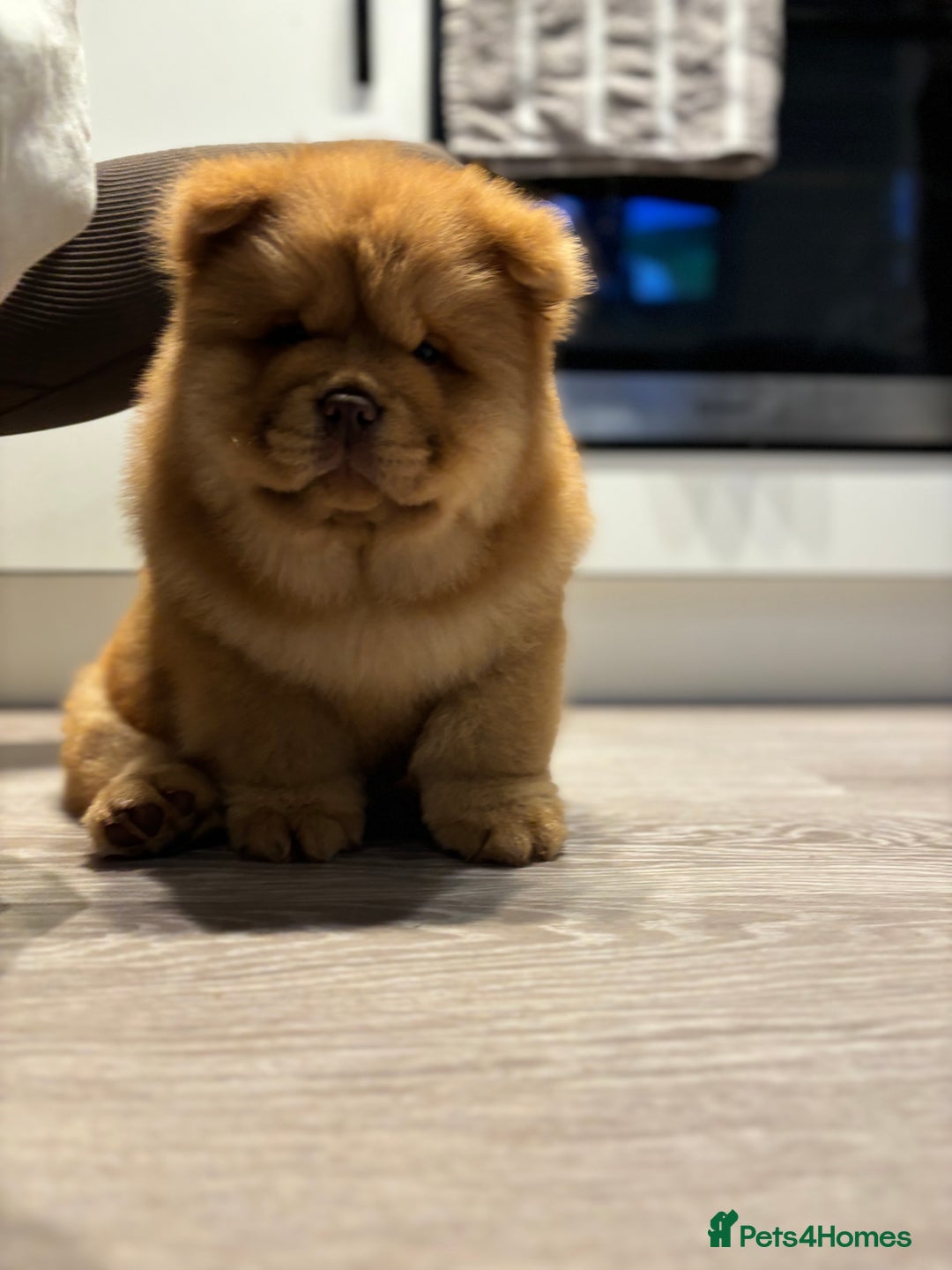 Chow Chow dogs for sale: Champion pedigree chow chow puppies in Northampton - Image 20