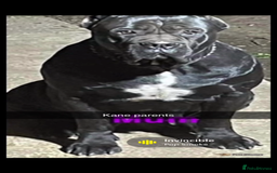 Cane Corso dogs for sale: Cerberus champion bloodline cane corso - Image 9