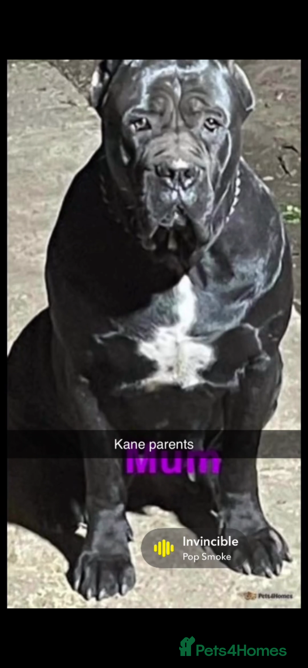 Cane Corso dogs for sale: Cerberus champion bloodline cane corso - Image 9