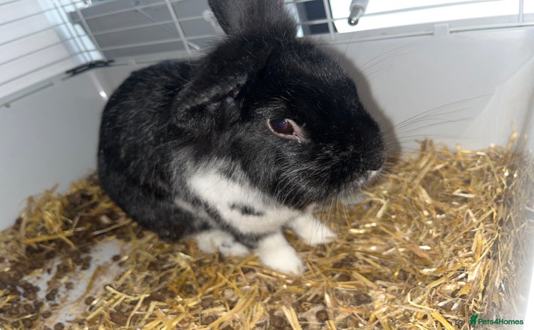 Lionhead rabbits - Advert 1