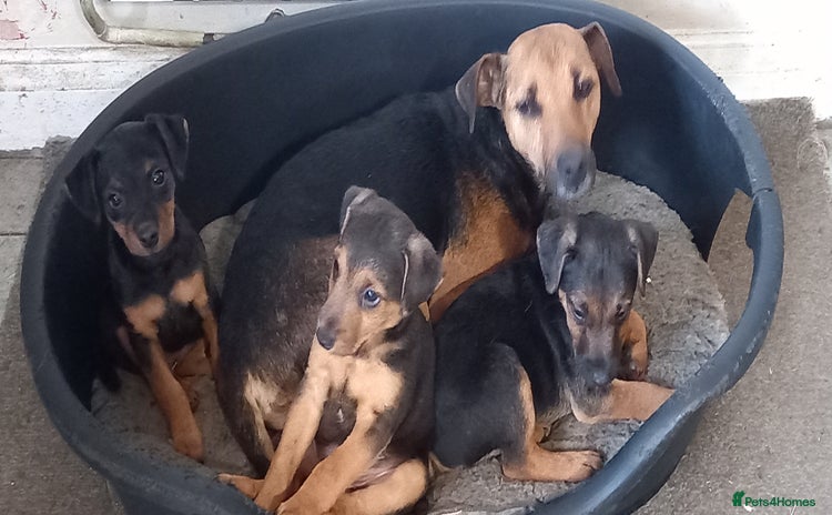 Mixed Breed dogs - Advert 1