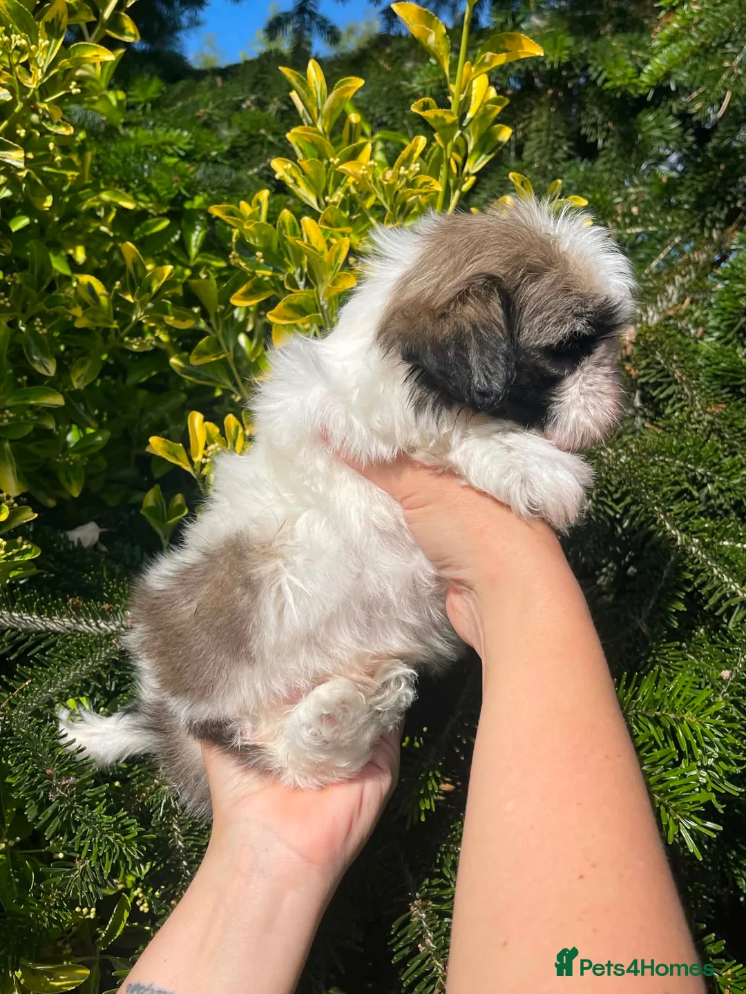 Shih Tzu dogs for sale: Shi Tzu. Lovley Boy.   SOLD NOW - Advert 2