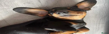 Miniature Dachshund 2