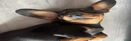 Miniature Dachshund dogs for sale: Big and Bulky Miniature Dachshund puppies. in Lancaster - Advert 3