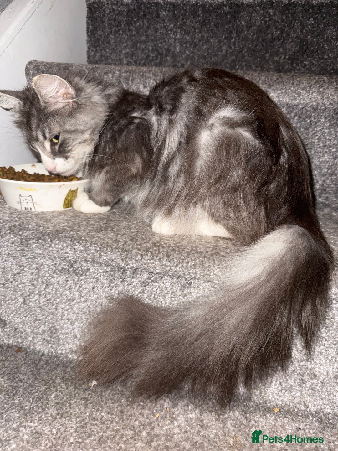 Maine Coon cats for sale: Maine coon x British shorthair kittens  - Image 2