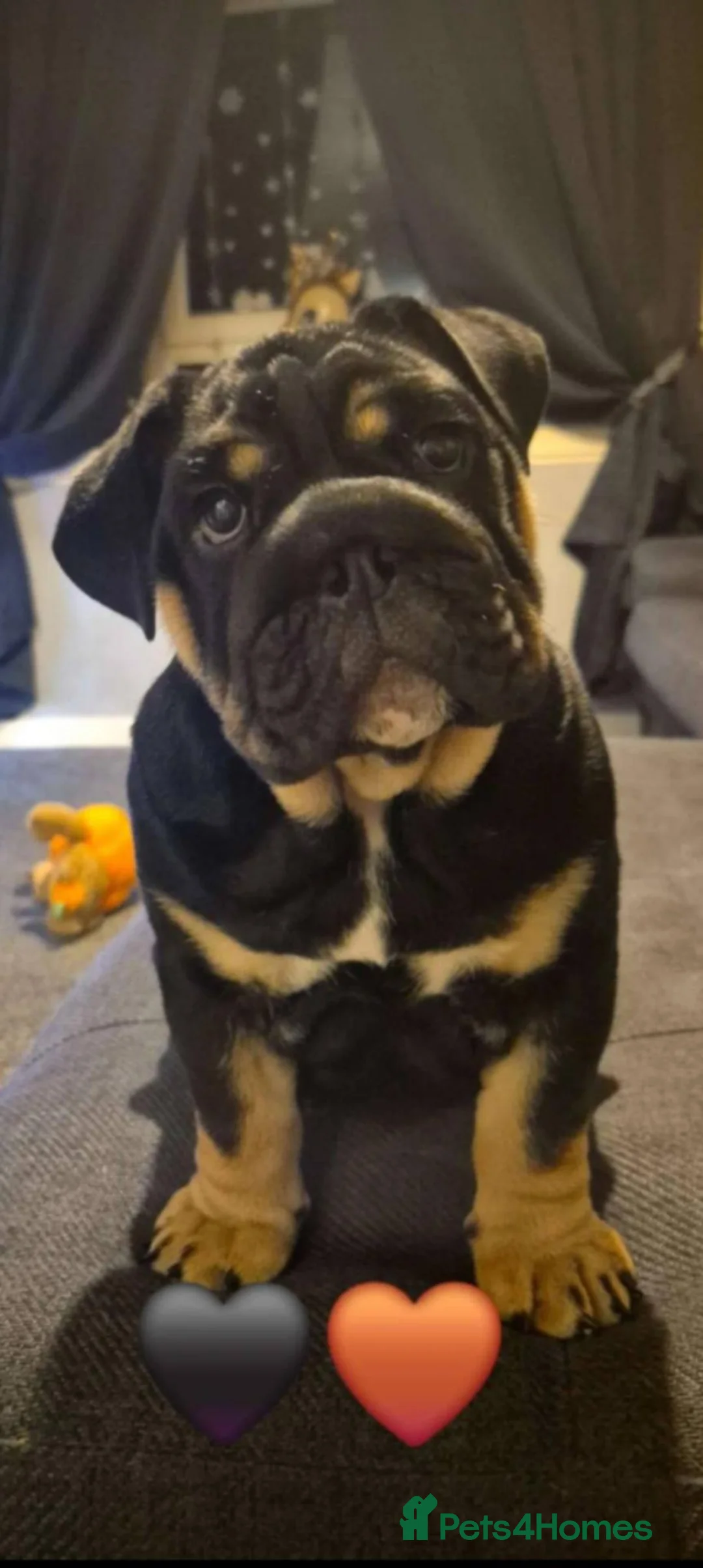English Bulldog dogs for sale: 11 month KC Registered Black & Tan English Bulldog - Advert 1