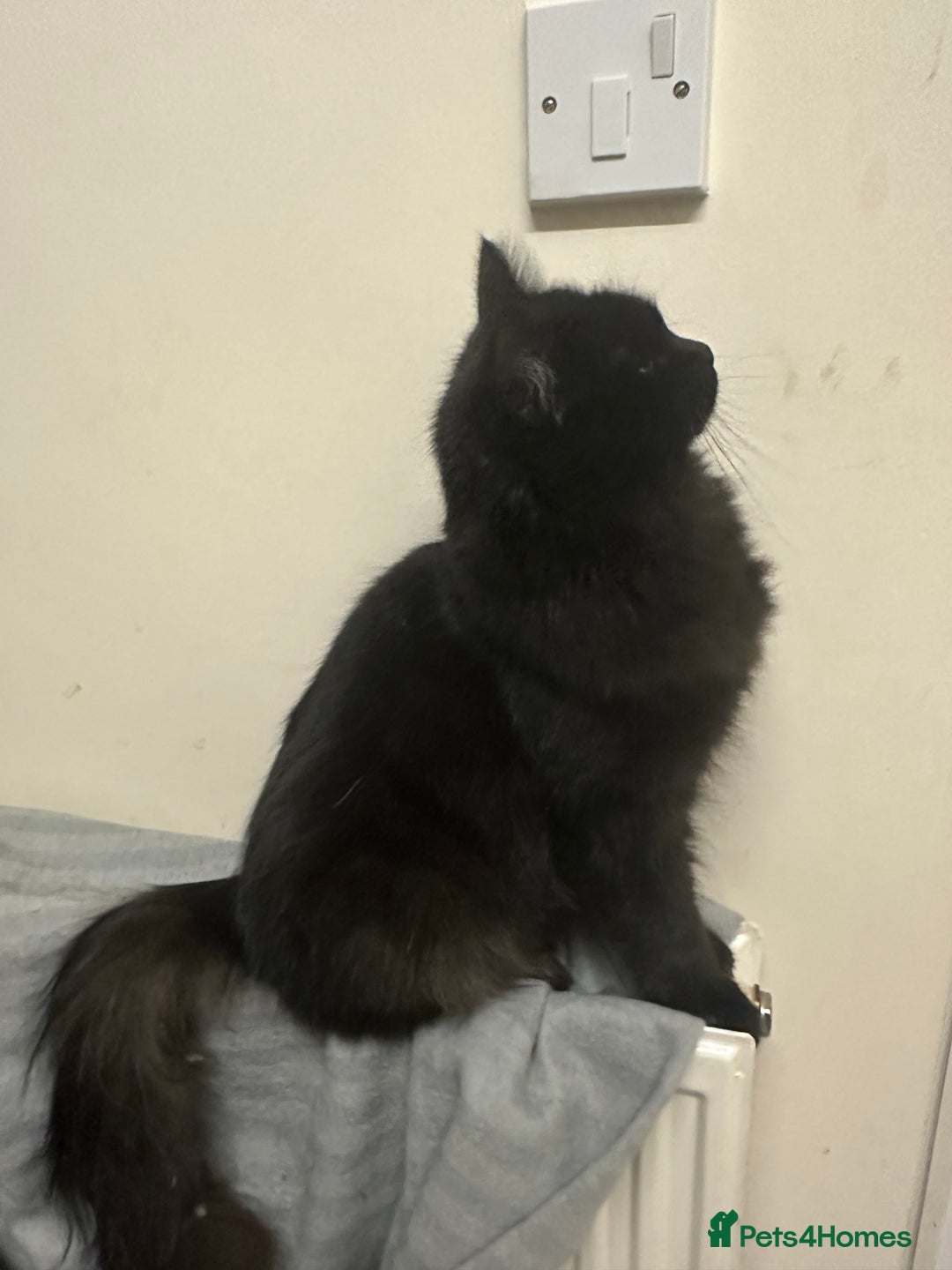 Maine Coon cats for sale: Beautiful girl half Maine coon half Bombay black  - Advert 2