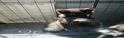 Mixed Breed cats for sale: Stunning black, chocolate and grey tabbys  - Advert 4